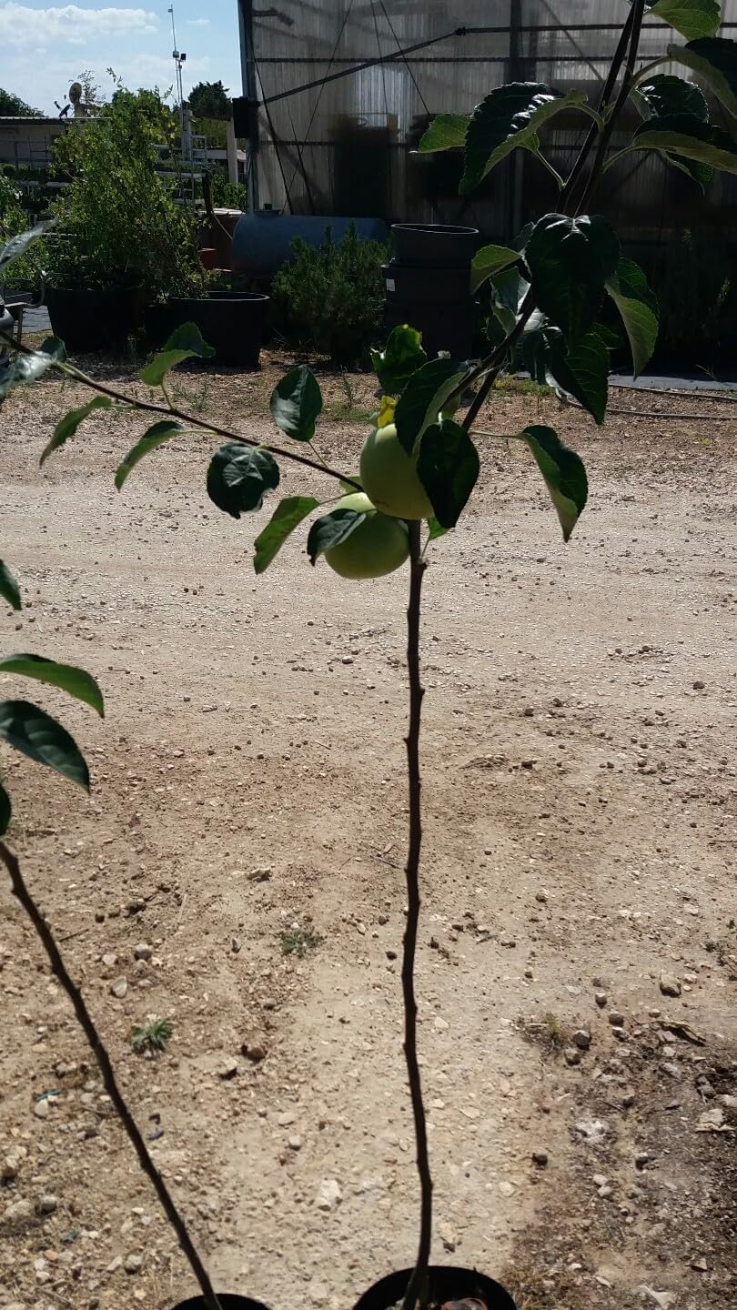 PIANTA DA FRUTTO MELO IMPERATORE in vaso 20 età 2/3 anni (foto reali)