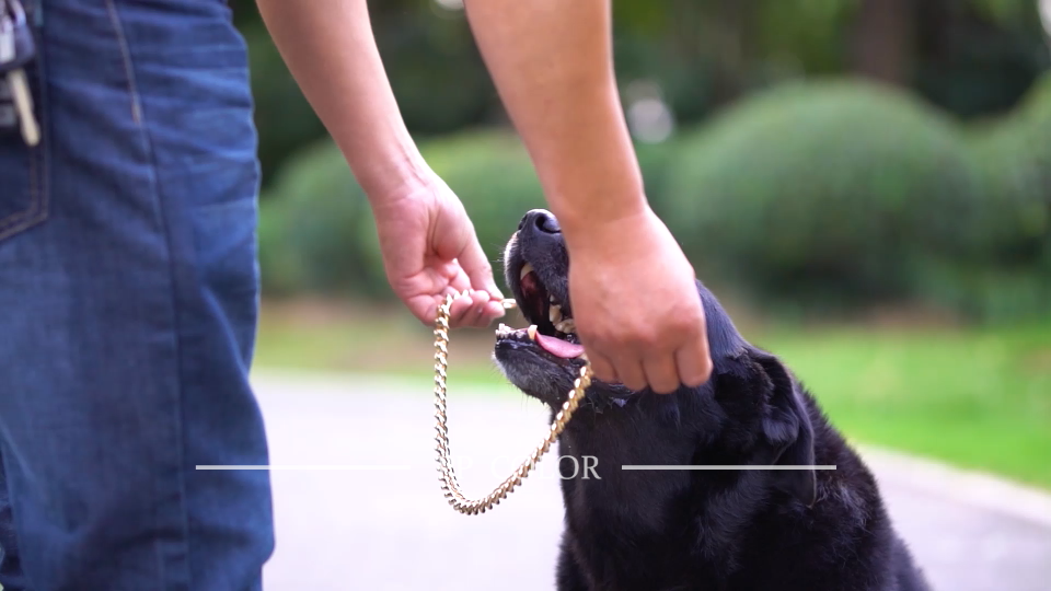 PP COLOR Gold Chain Dog Collar-15mm Cute Dog Collar Pet Gold Necklace Bulldog Light Metal Puppy Jewelry 17" Chain Puppy Costume - Image 8