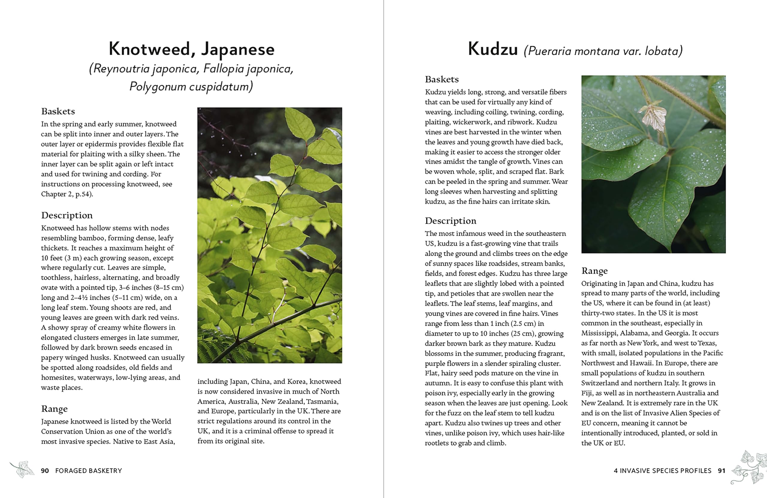 Foraged Basketry: Weaving with Wild and Invasive Plants
