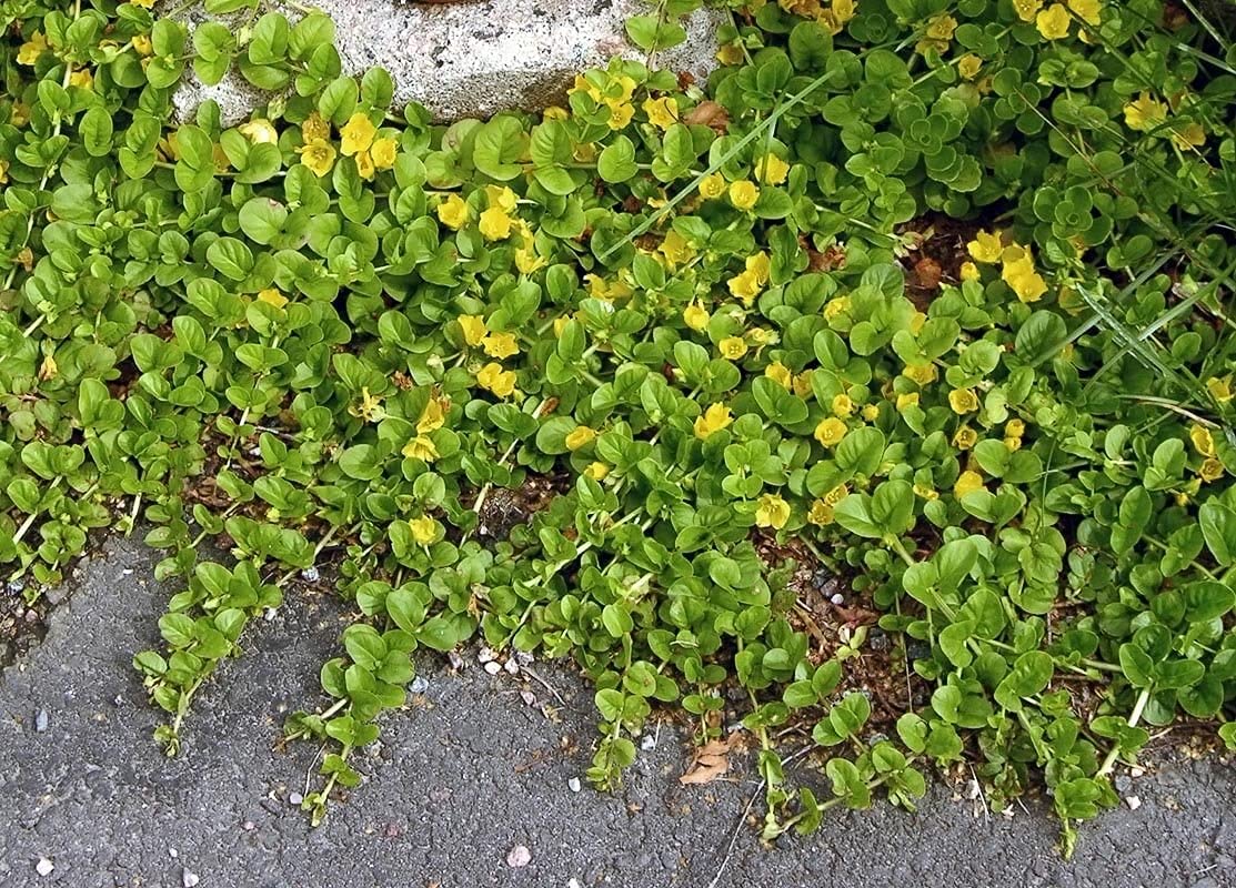 Stauden Gänge 10 x Lysimachia nummularia Pfennigkraut winterhart