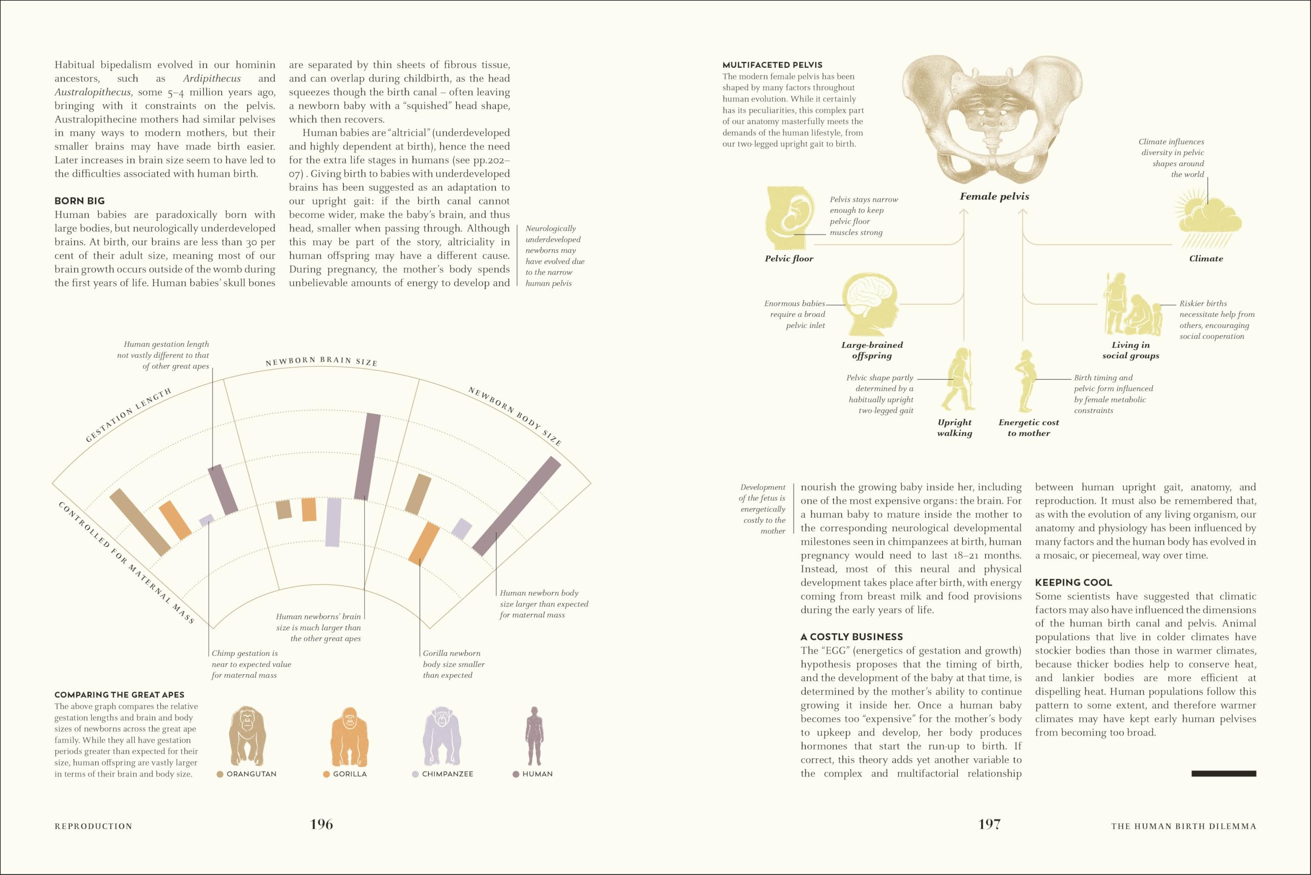Humans: The Evolution of a Species