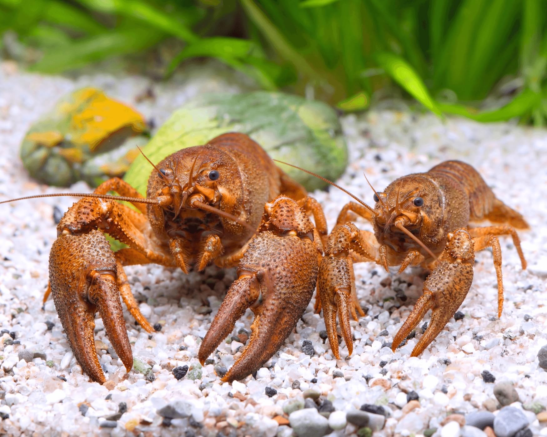 Teich Edelkrebs - Astacus Astacus I Die Gesundheitspolizei im Gartenteich I frisst abgestorbene Pflanzen und Tote Tiere I 1 Pärchen