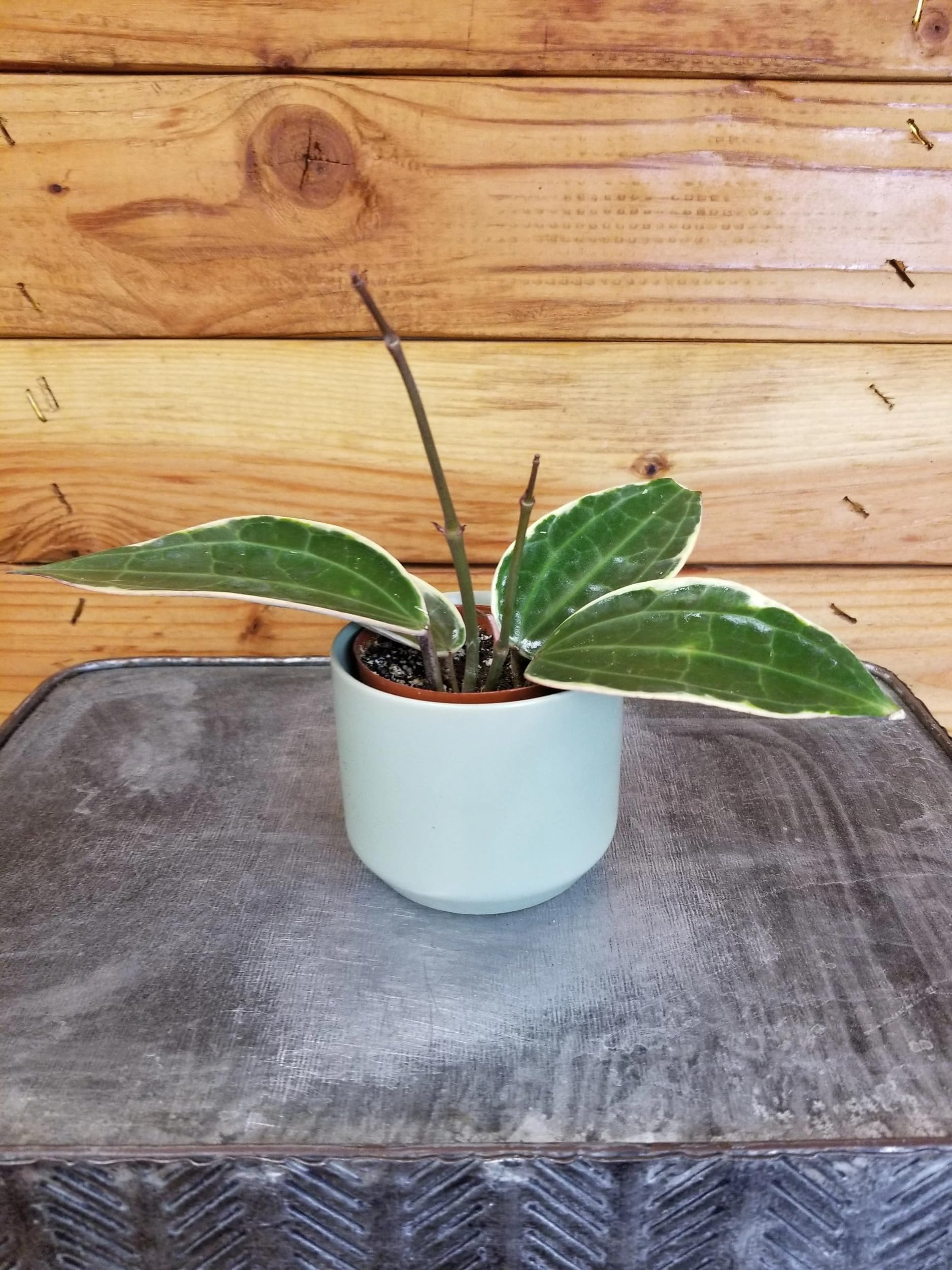 Hoya Macrophylla Albomarginata, 2" Plant