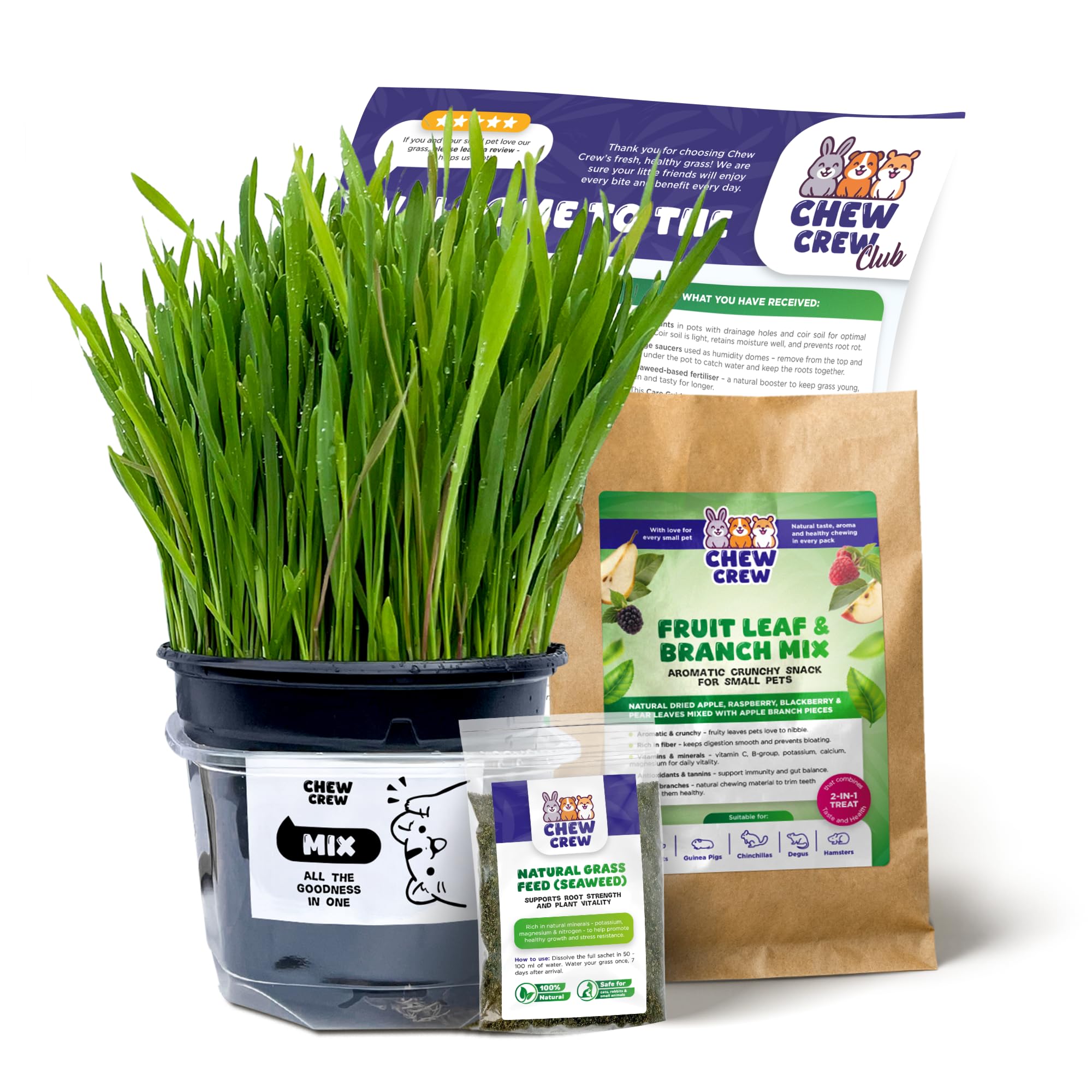 1 Fresh Mix Grass for Rabbits, Guinea Pigs, Chinchillas, Hamsters, Gerbils – Natural Hay Alternative – Live Treat & Boredom Buster – UK Grown by Chew Crew
