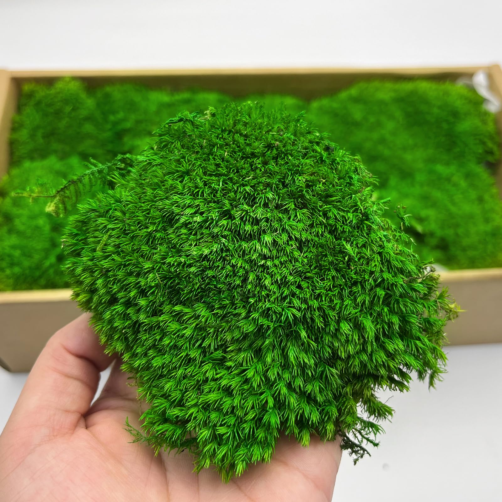 2.15 sq.ft Preserved Moss Bulk, Real Green Leucobryum Moss for Potted Plants, Dried Decorative Moss Pillow for Crafts, DIY Wall Art, Florist Decor, Terrariums, Easter, Table Centerpiece Decor