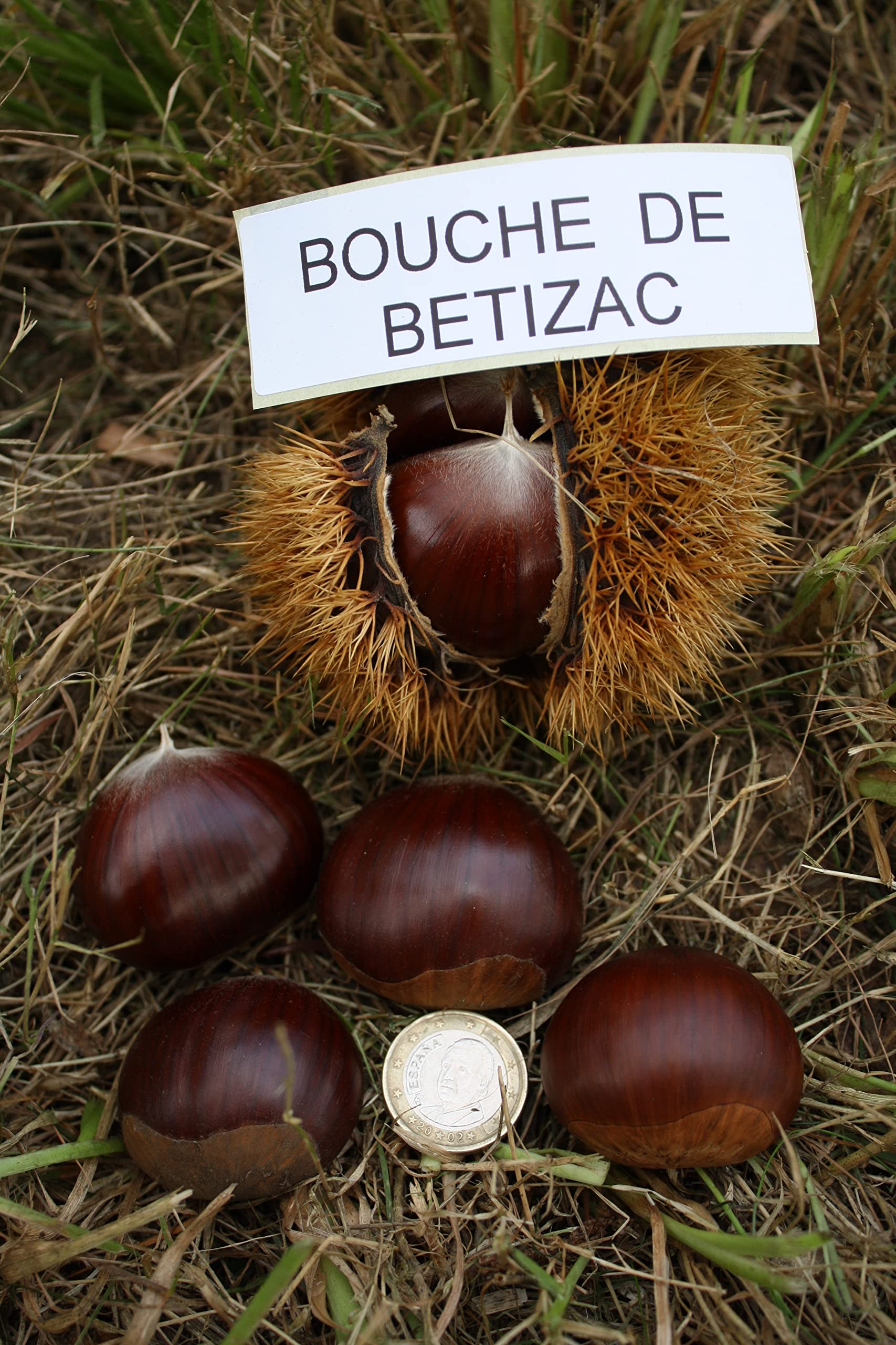 HIFAS- Árbol Frutal castaño. Pack de 4 árboles. Produce castañas grandes y setas (Boletus edulis). Altura 1-1,20m. Macetas de 3,5 litros. Variedad Bouche de betizac, injertado sobre castaño híbrido.