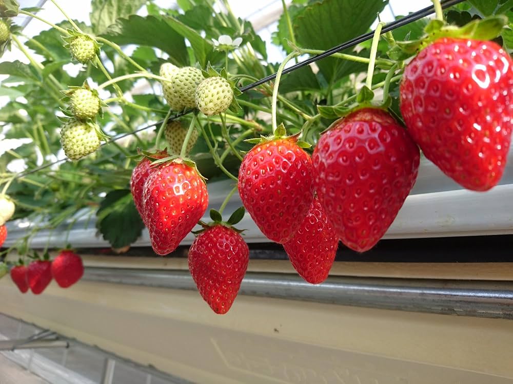 Amazon.co.jp: ココピート 圧縮梱包 25kg 復元約200L アク抜き済 Amazon.co.jp: ココピート 圧縮梱包 25kg 復元約200L アク抜き済