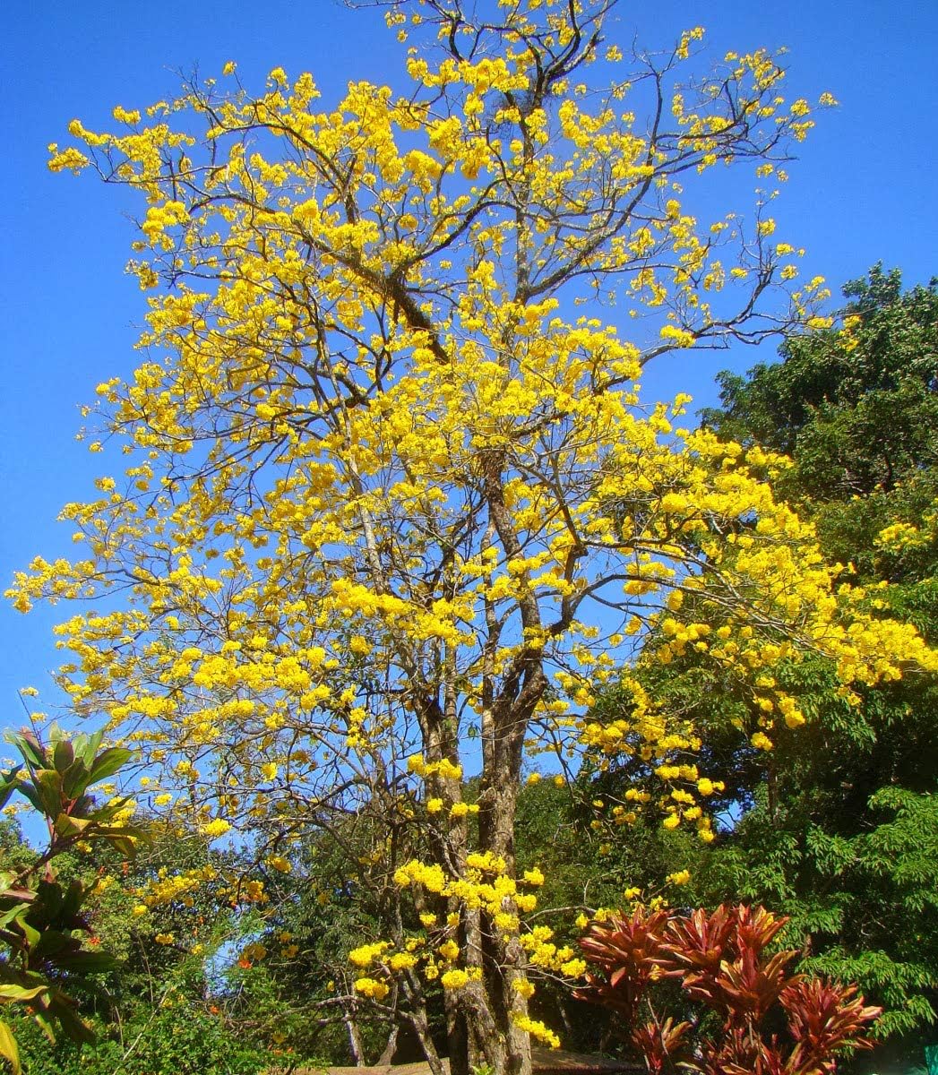 Yellow Tabebuia Trumpet Tree - Live Plant in a 4 Inch Pot - Handroanthus Chrysanthus - Beautiful Flowering Tree