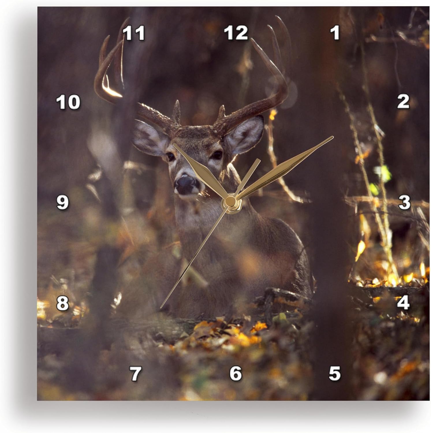 3dRose DPP_94535_2 Hagerman NWR, Whitetailed Deer Buck-US44 RBR0001-Rick A. Brown-Wall Clock, 13 by 13-Inch