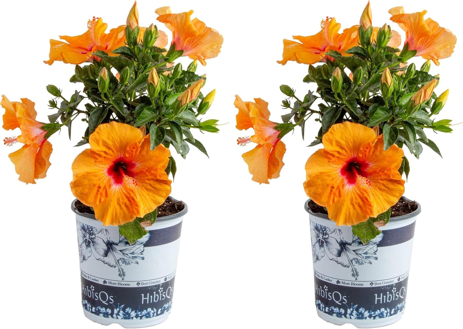 Costa Farms Premium Hibiscus Tropical Outdoor Flowering Plants 3QT Grower Pot 16-Inches Tall, Orange Flowers (Pack of 2)