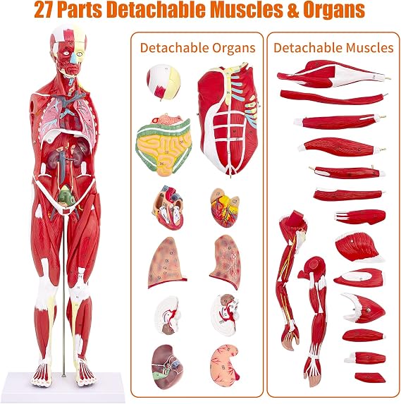 SFXYJ Human Anatomy Muscle Model, 27 Part 1/2 Life Size 33 Human Body Muscular System Model with Removable and Muscle Anatomy Includes Detailed Color Product Manual for Medical Educational Training