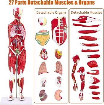 SFXYJ Human Anatomy Muscle Model, 27 Part 1/2 Life Size 33 Human Body Muscular System Model with Removable and Muscle Anatomy Includes Detailed Color Product Manual for Medical Educational Training