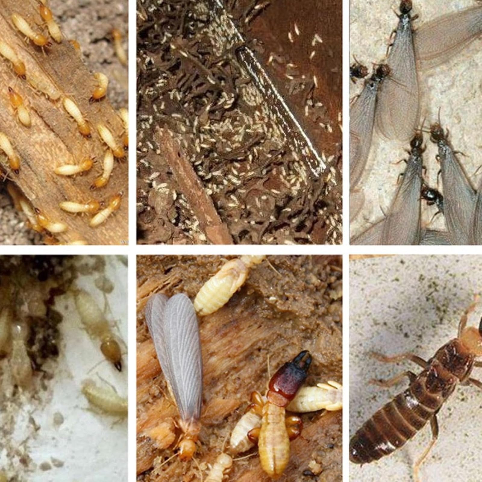 Stakes di Termite, di Esca di Monitoraggio della Termite - Esca di Termite Form per Carpentiere - di Controllo Aniaml Sicuro Ad Azione Rapida Ad Azione Rapida per La Cura del Giardino