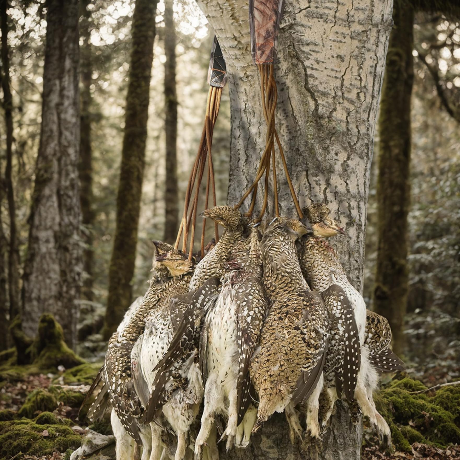 Flambeau Outdoors Storm Front Hickor Arctic Fury Short Reed Goose Call