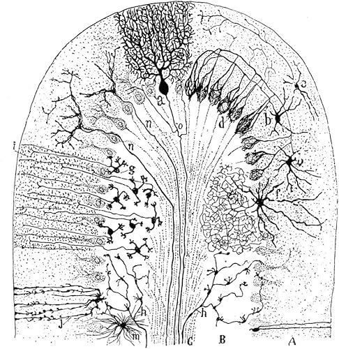 Células nerviosas 1894 Tipos de células en el cerebelo de mamíferos Dibujo 1894 por el historiólogo español Santiago Ramón Y Cajal (1852-1934)