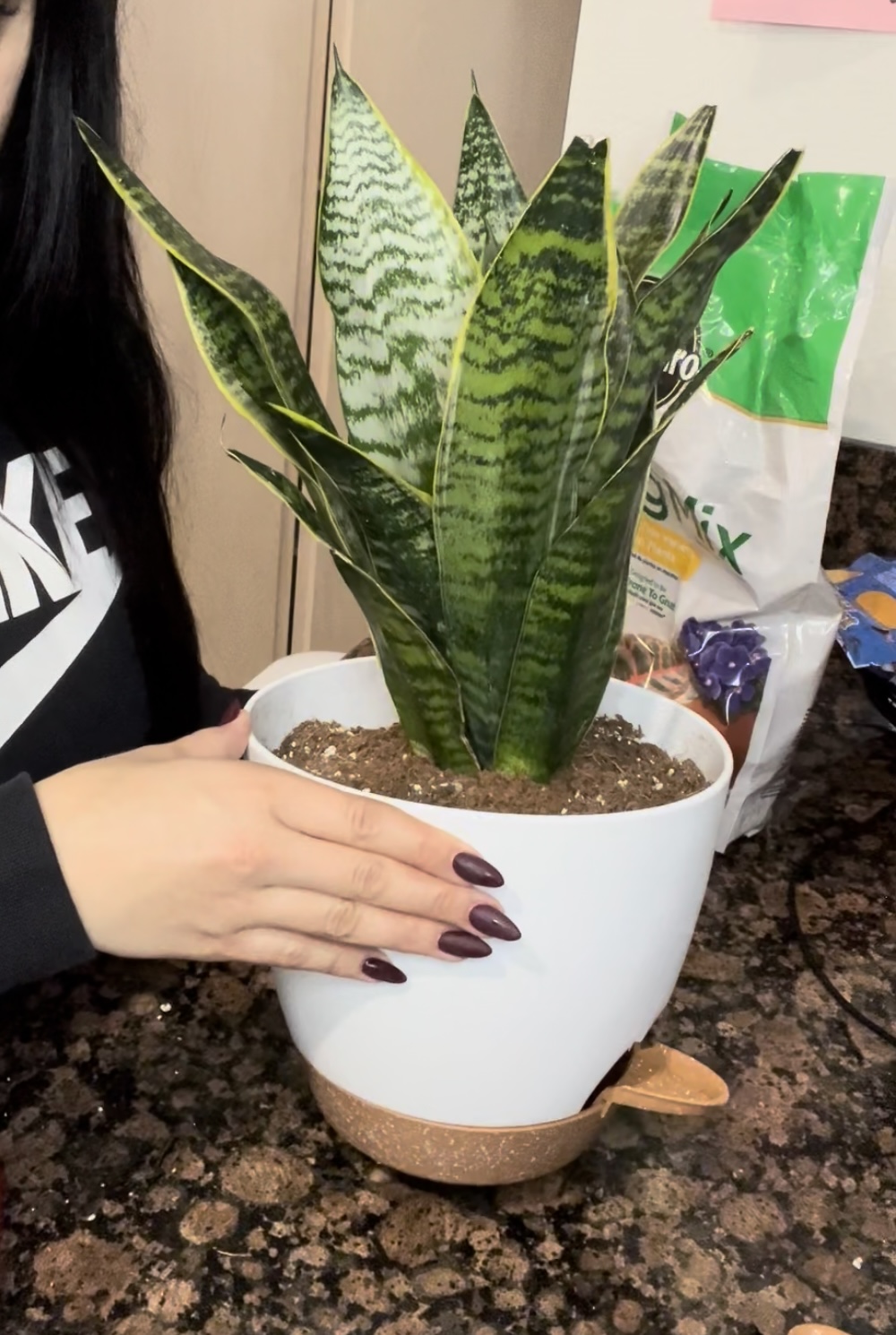 Watch Repotting of my snake plant in my new self watering pot! on Amazon  Live