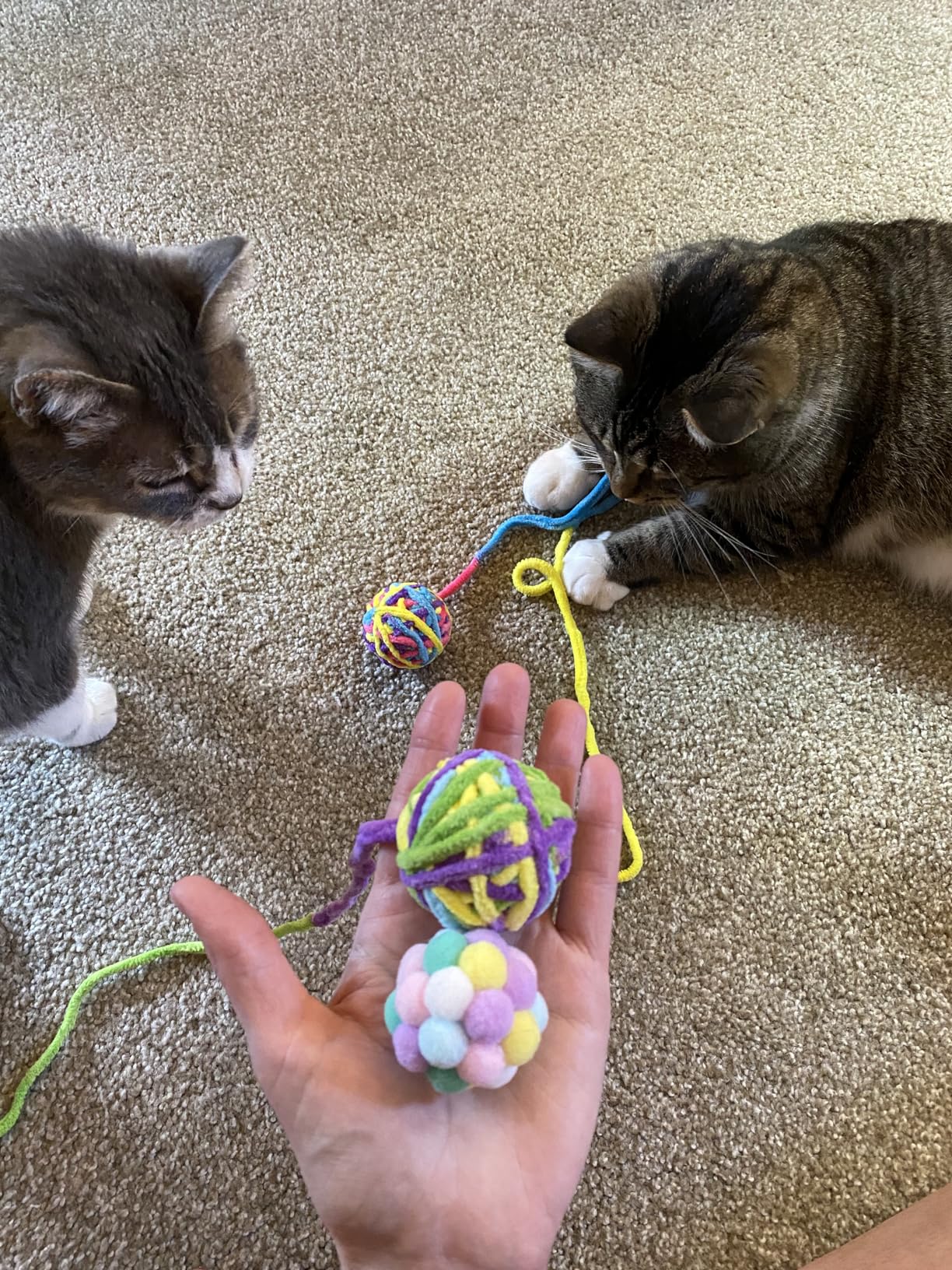 Cat playing with toys for enrichment and activity