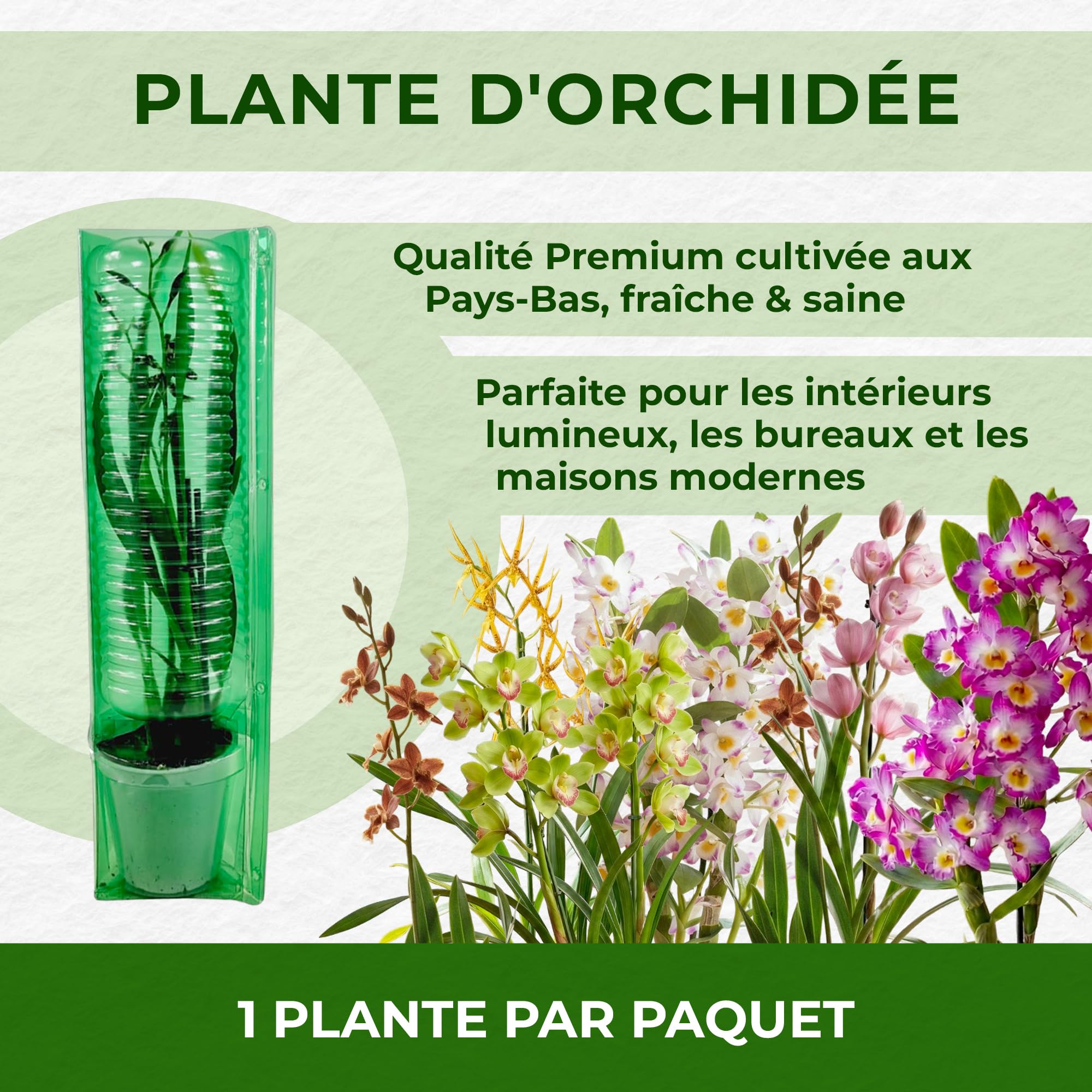 Orchidée Cymbidium Vert 1 Plante Intérieur Naturelle 60-70 cm Floraison Parfumée Hollande