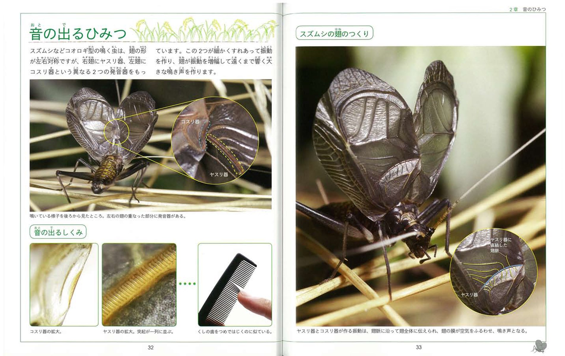 鳴く虫の科学 なぜ鳴くのか どこから音を出すのか そのメカニズムを探る 子供の科学 サイエンスブックス 高嶋 清明 海野和男 本 通販 Amazon