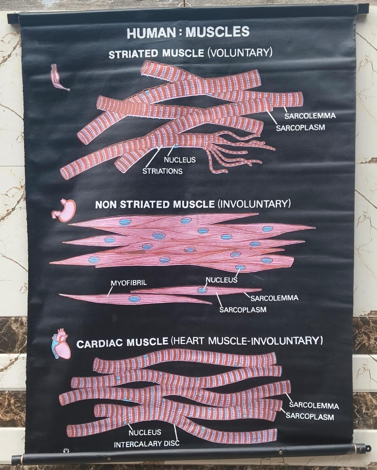 Biocrafts Educational Charts | Title" HUMAN MUSCLES ( Different Types, Stirated, Unstirated, Cardiac) in Biology" | Rexine MATERIAL , Waterproof, for School and Colllege Kids & Home Learning| Science Charts | CBSE Charts | BSC MSC Chart| SIZE 90x60 cm-picture-46
