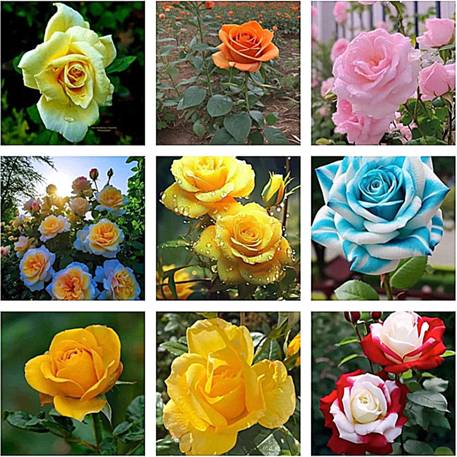 Brillante Bulbi di Rosa - Perenne, Colori vivaci, Bassa Manutenzione, Decorazione d'Interni-5 Bulbi-B