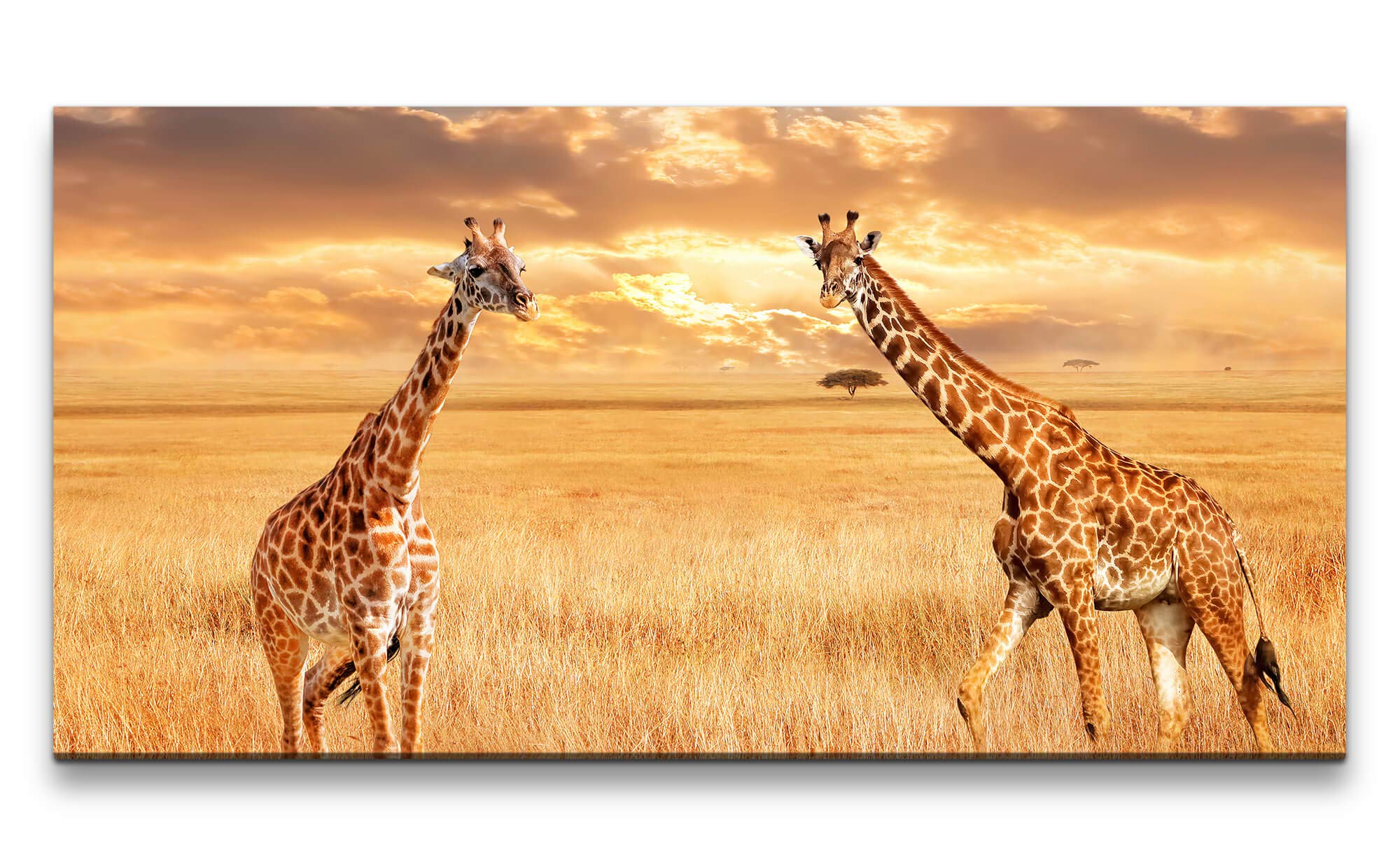 Visual Art Decor Leinwanddruck Giraffen-Motiv – 40x50 Cm, Auf Holzrahmen Gespannt, Fertig Zum Aufhängen