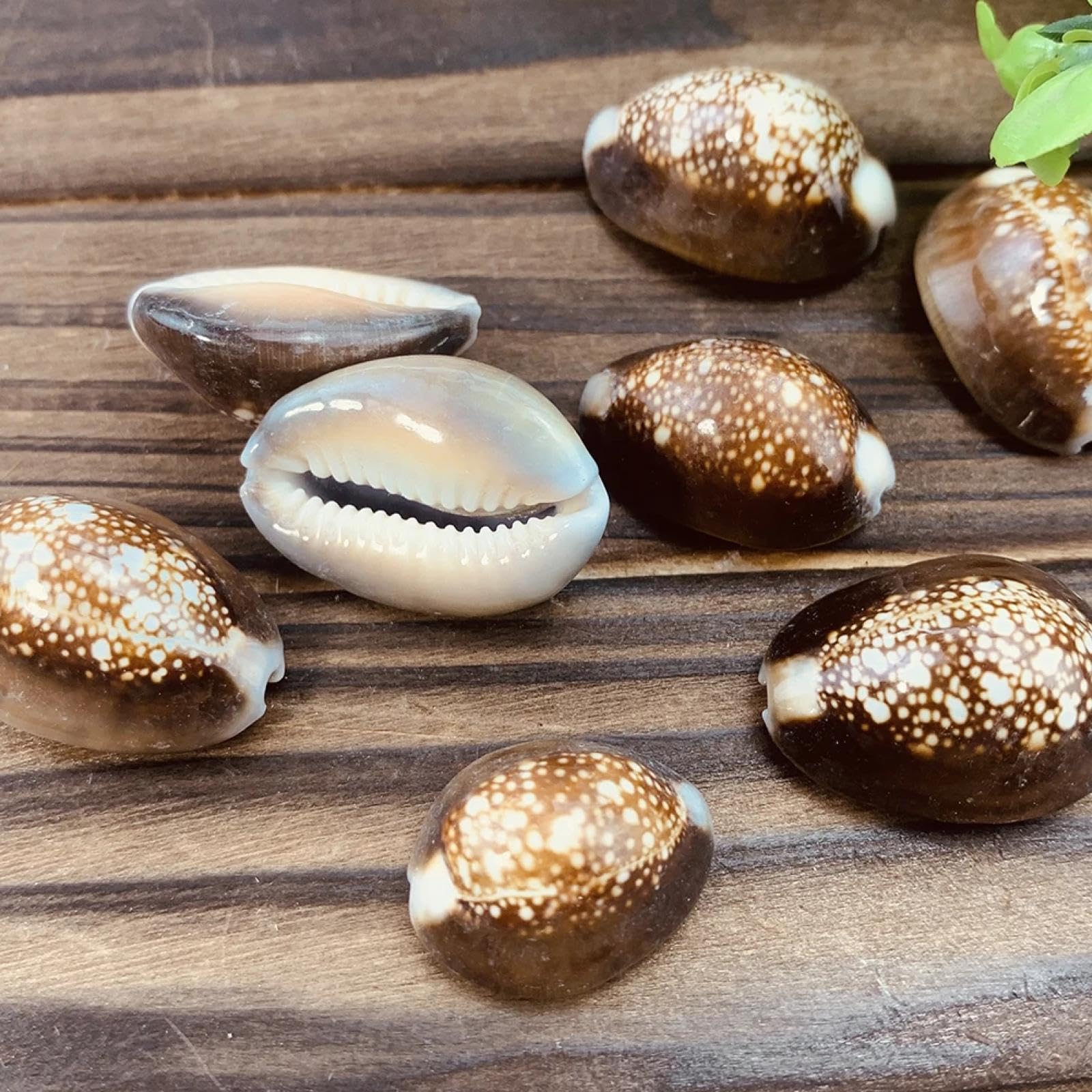 Conchiglie per decorazione, 5 pezzi, 2-3 cm, veri Cypraeidae Caputserpentis, fiocco di neve, conchiglia, conchiglia, ciprea, gioielli, artigianato, acquario, acquario, paesaggistica