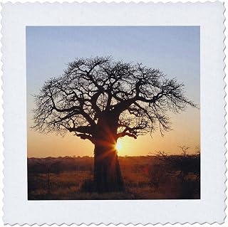 3dRose qs_69975_5 African Baobab Tree, Tarangire National Park, Tanzania AF45 AJE0264 Adam Jones Quilt Square, 14 by 14"
