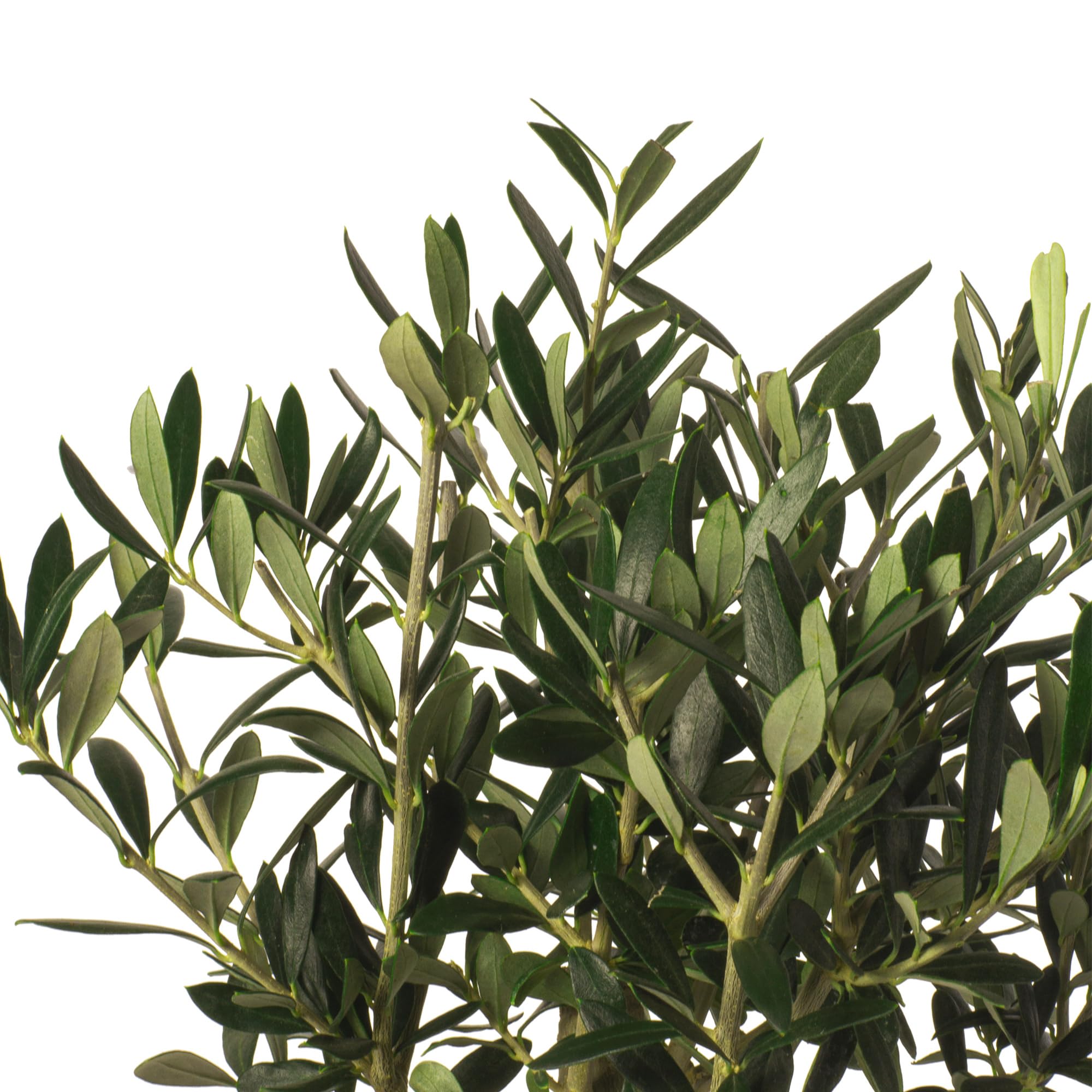 Olivo u Olea Europea | Planta natural ideal para exterior con altura 30-40 cm en maceta tipo tarrina 19ø | April Plants
