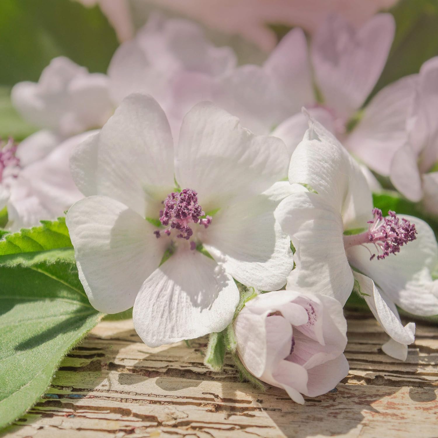 Outsidepride Perennial Althaea Officinalis Marsh Mallow Herb Garden Plants - 2000 Seeds
