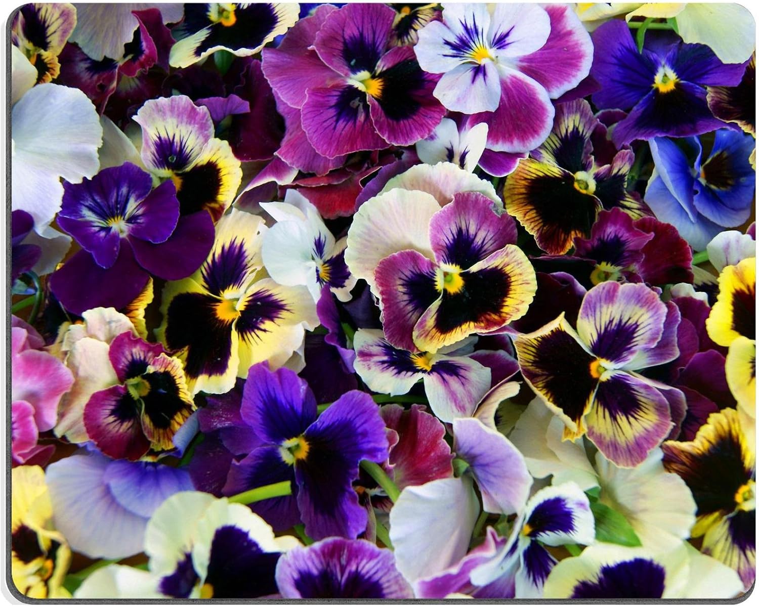 Mouse Pad Natural Rubber Mousepad Image ID 32050640 Colorful Floral Background from Flower Pansy Flower Pansy