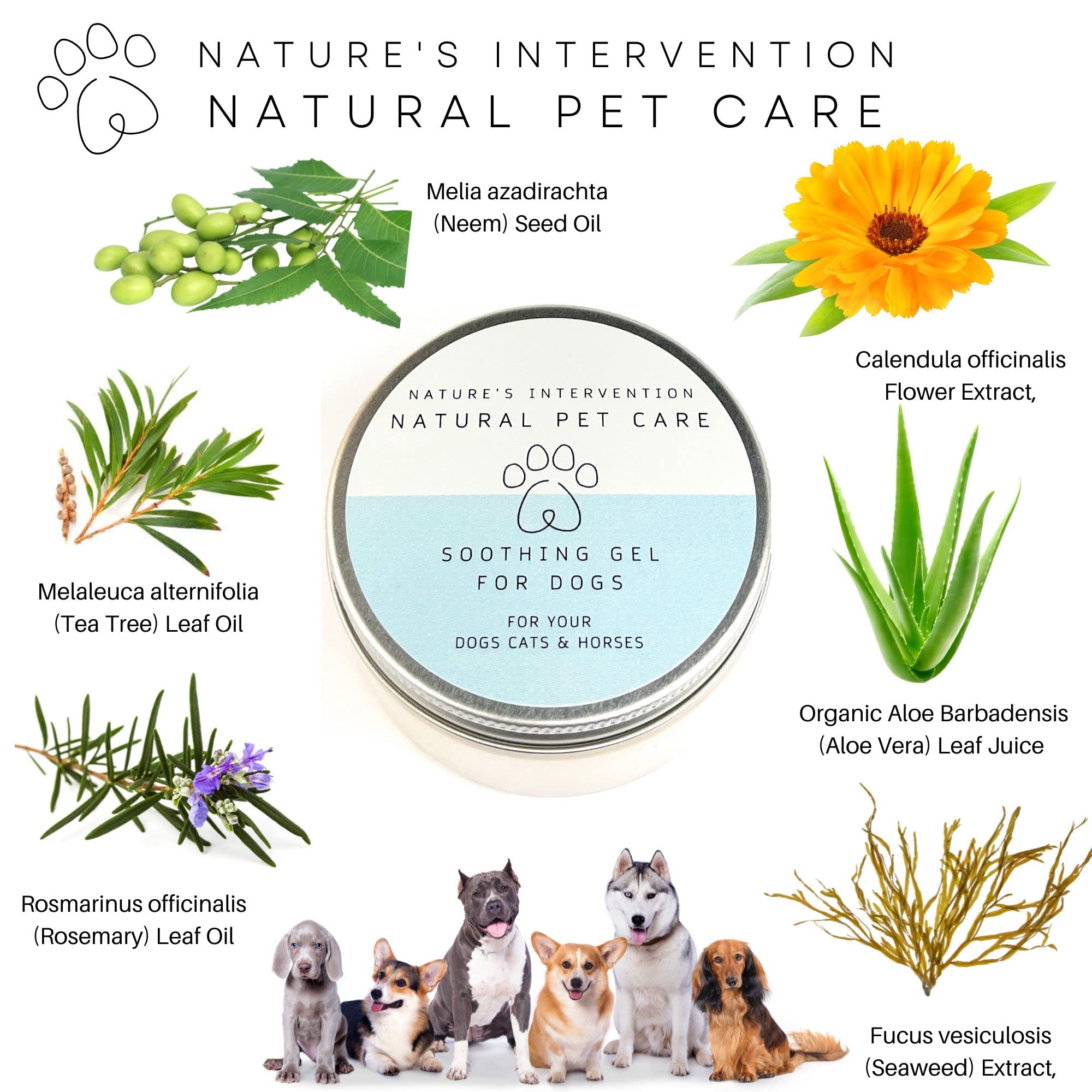 NATURE'S INTERVENTION 99% Natural Soothing Aloe Gel for Dogs - 100g - Plastic-Free Jar with Aluminium Lid - Aloin-Free Aloe Vera & Neem - Image 2