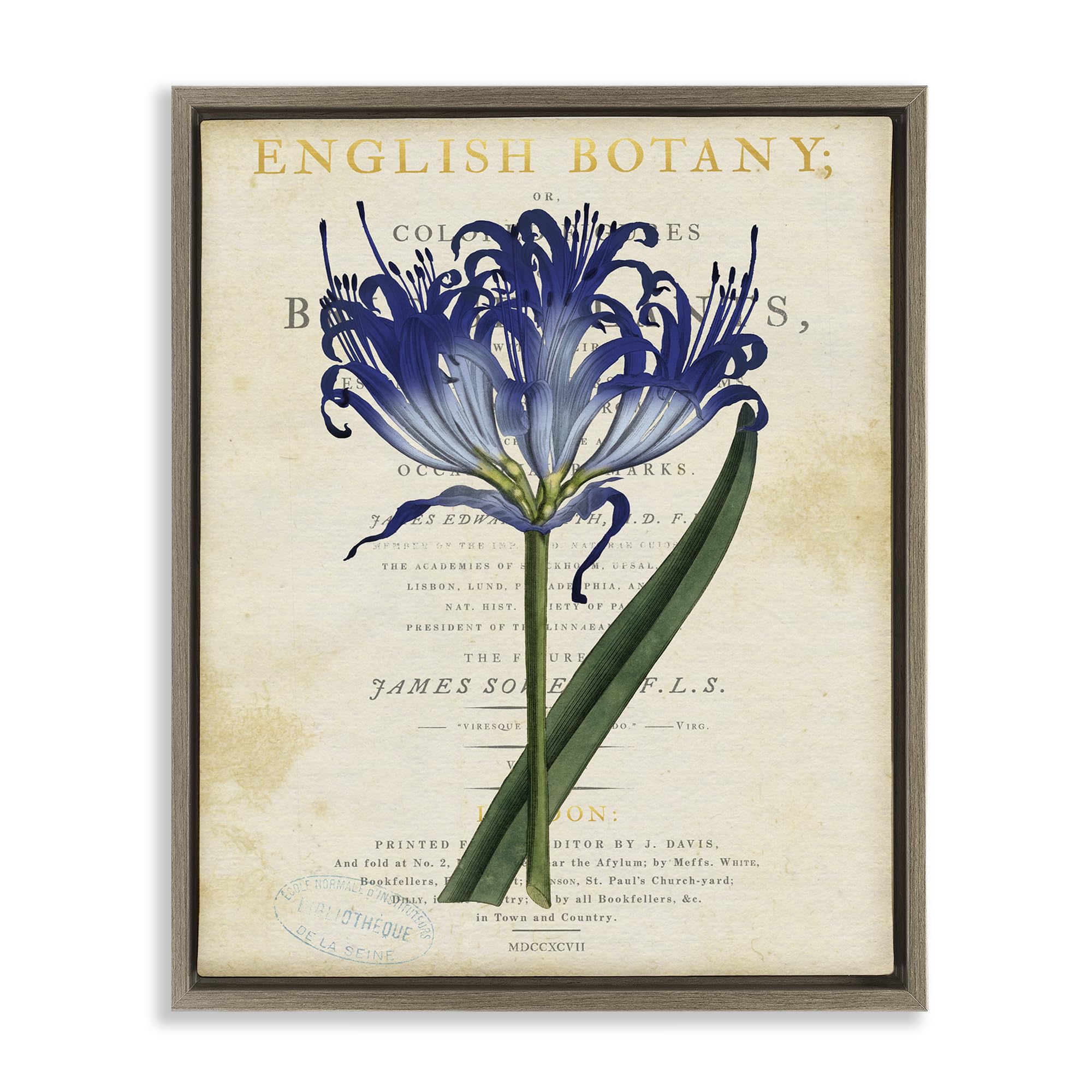 Stupell Industries 'English Botany Blue Floral', Floating Frame Canvas Art, Brown, 17 x 21 Inches, Easy to Hang and Sturdy, Made in USA, by Susan Arnot