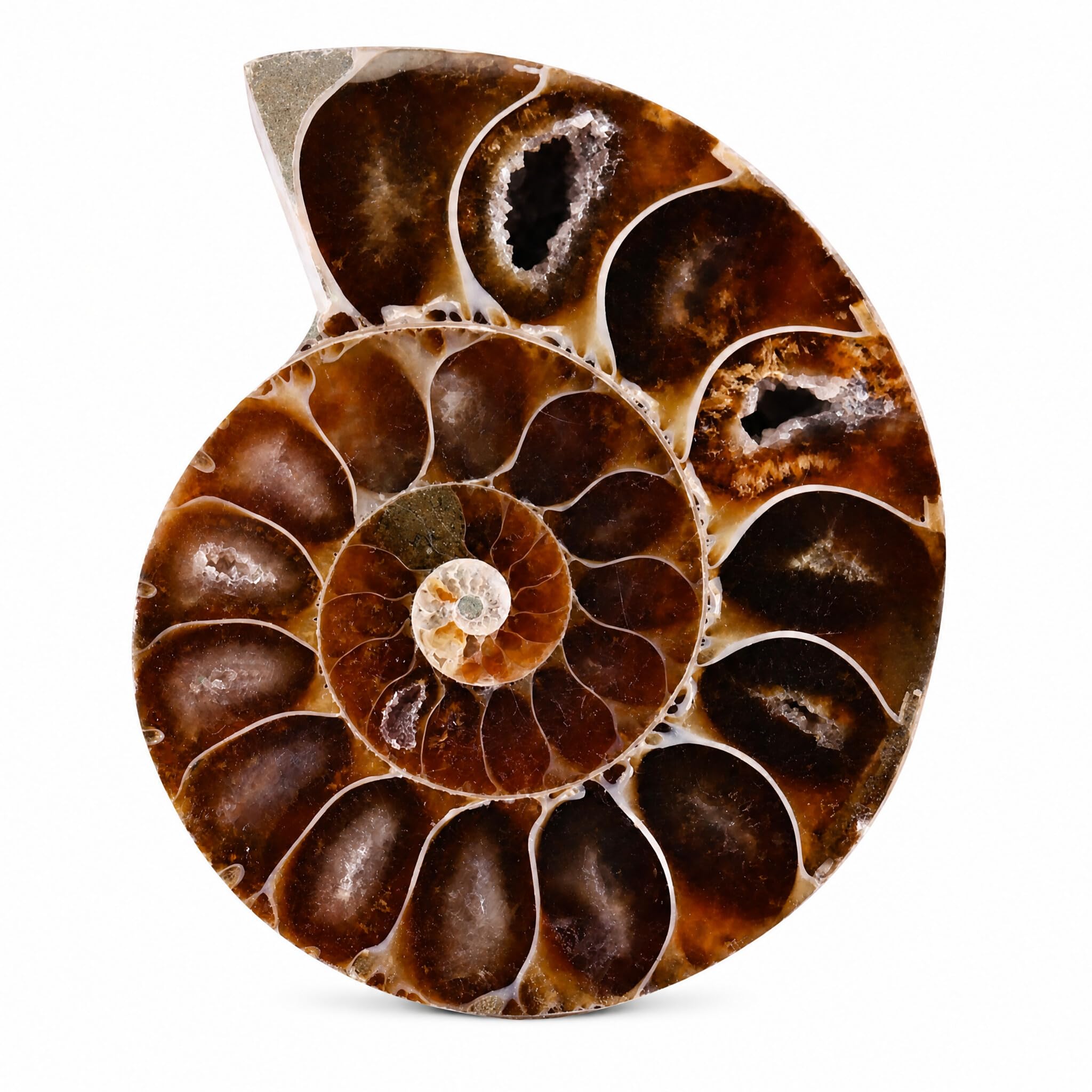 Amonita Natural 4cm: Concha Fósil de Caracol Marítimo para Coleccionistas y Estudios Científicos, Pieza Única de Historia Antigua