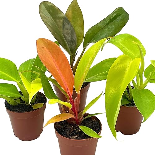 Miniatura 2 de BubbleBlooms Philodendron Surtido Set, macetas de 2 pulgadas, 4 diferentes plantas de casa imperiales Philo