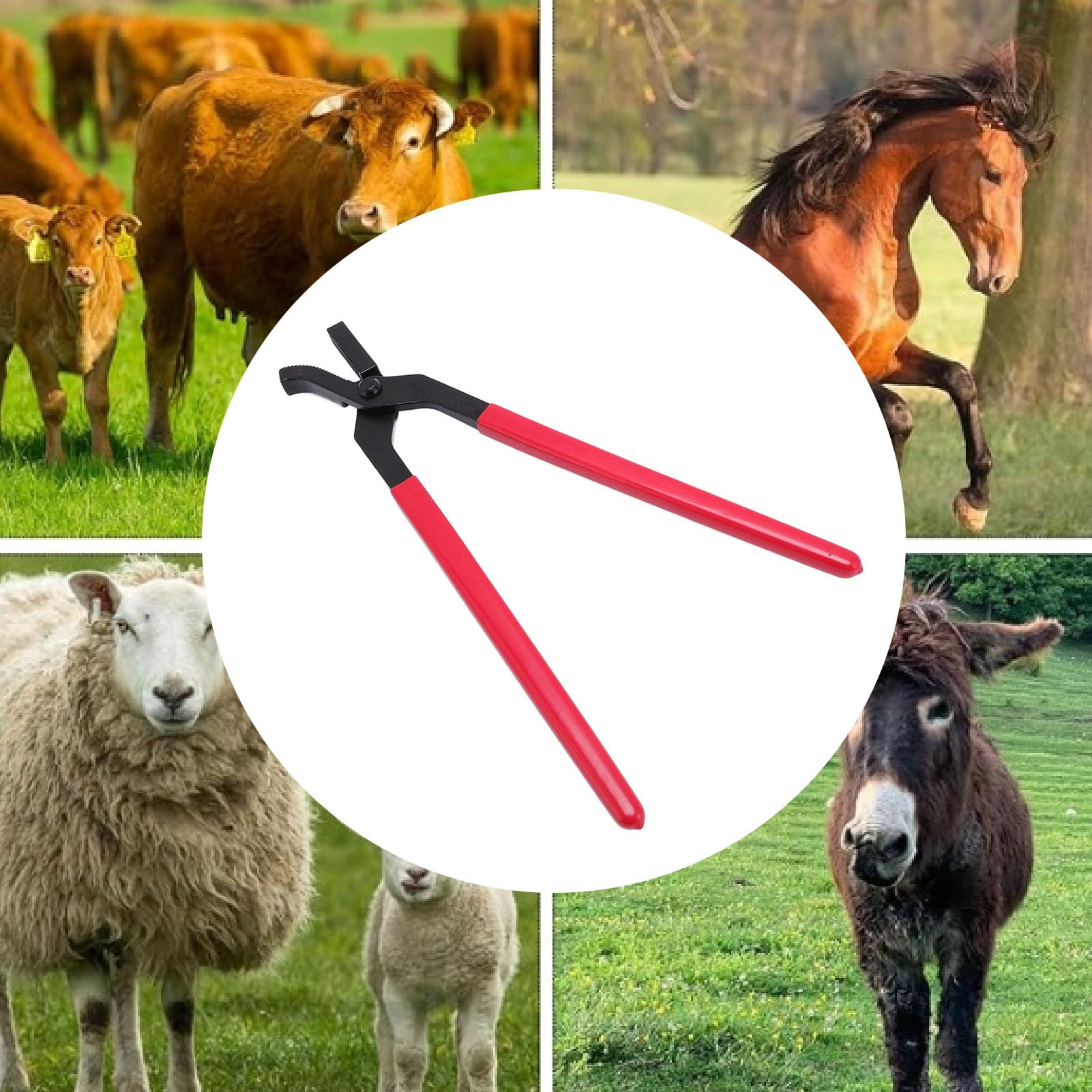 Pince à Ongles de Sabot, Outil de Pince à Sabot en Acier pour Le Soin des Chevaux avec Poignée en Caoutchouc pour Couper Les Sabots
