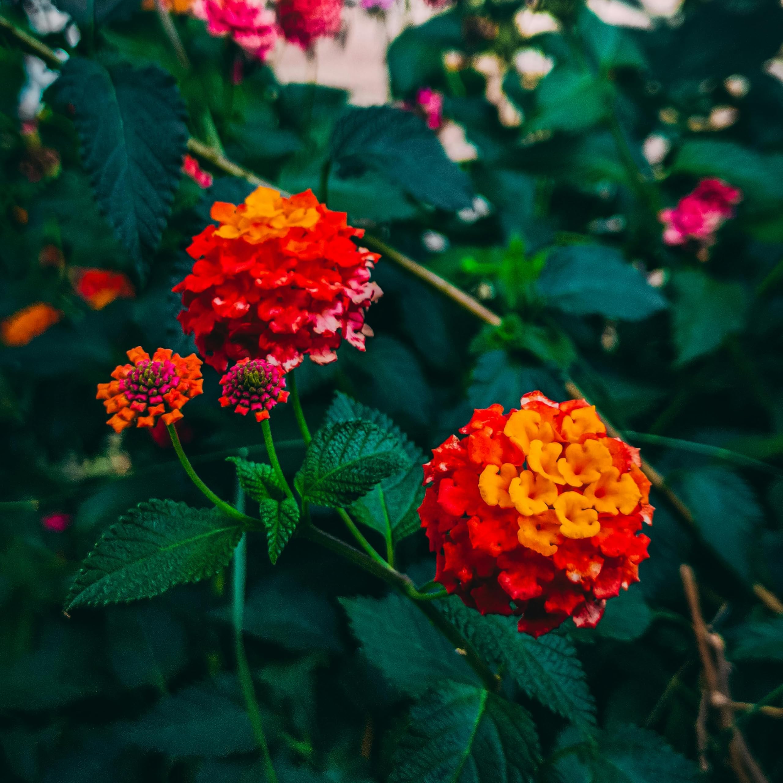 Wynorg Lantana Plant - Vibrant, Easy-to-Grow Flowering Shrub for Gardens and Landscapes Attracts Butterflies & Pollinators - Drought-Resistant, Perfect for Pots or Ground Planting (Red)