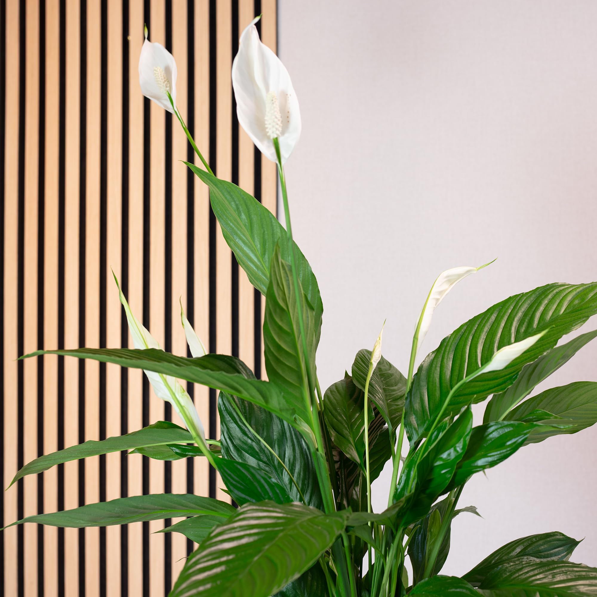 Une feuille avec 4-8 fleurs/bourgeons – véritable plante d’intérieur, spathiphyllum – hauteur env. 70 cm, diamètre du pot 17 cm