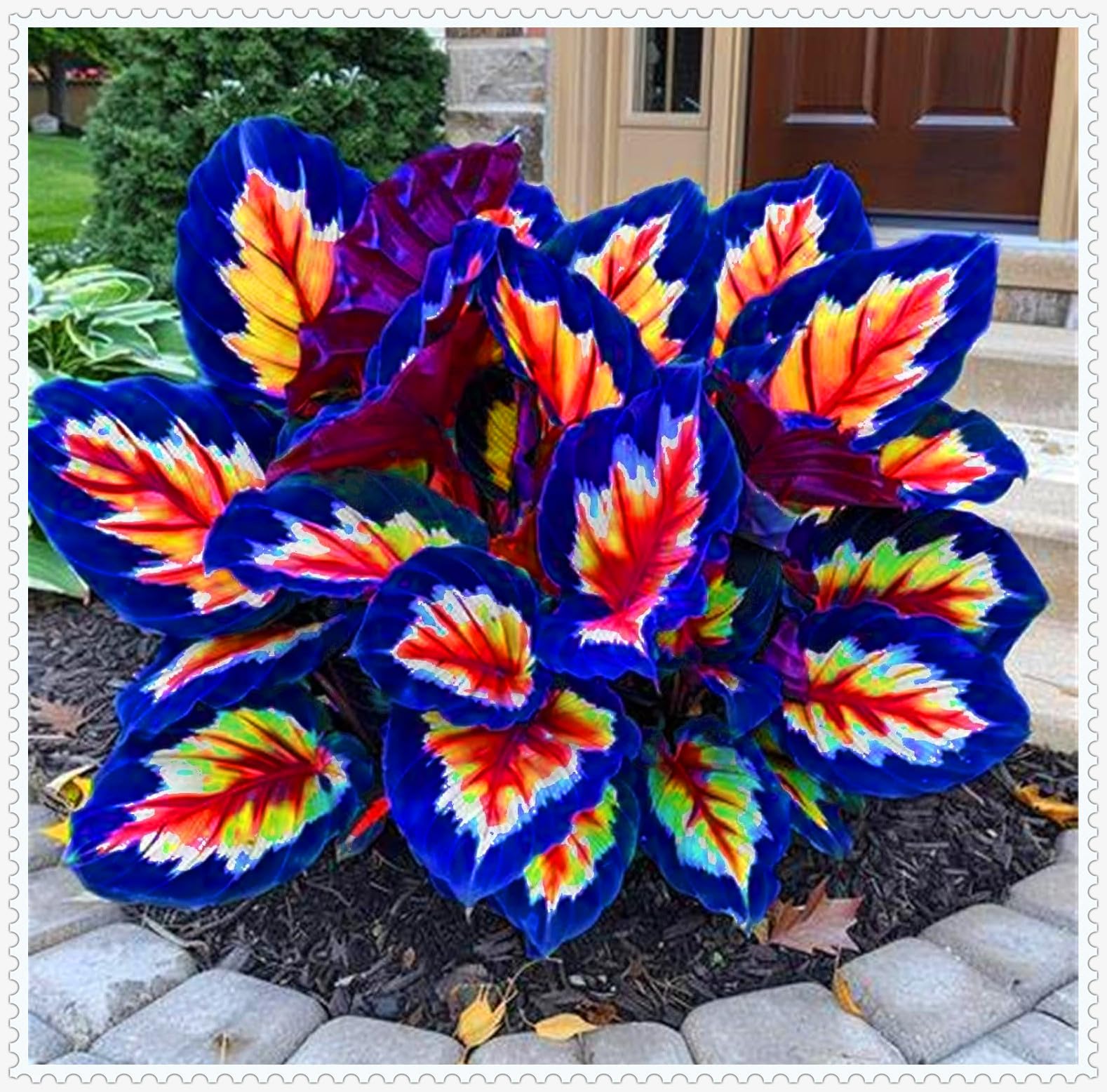 Rare Hosta Plant, Shade-Tolerant Perennials, Use for Ground Cover & Pots, Create Cool Shaded Gardens/Hardy Perennial, Excellent Display-6 hosta Bulbs-G
