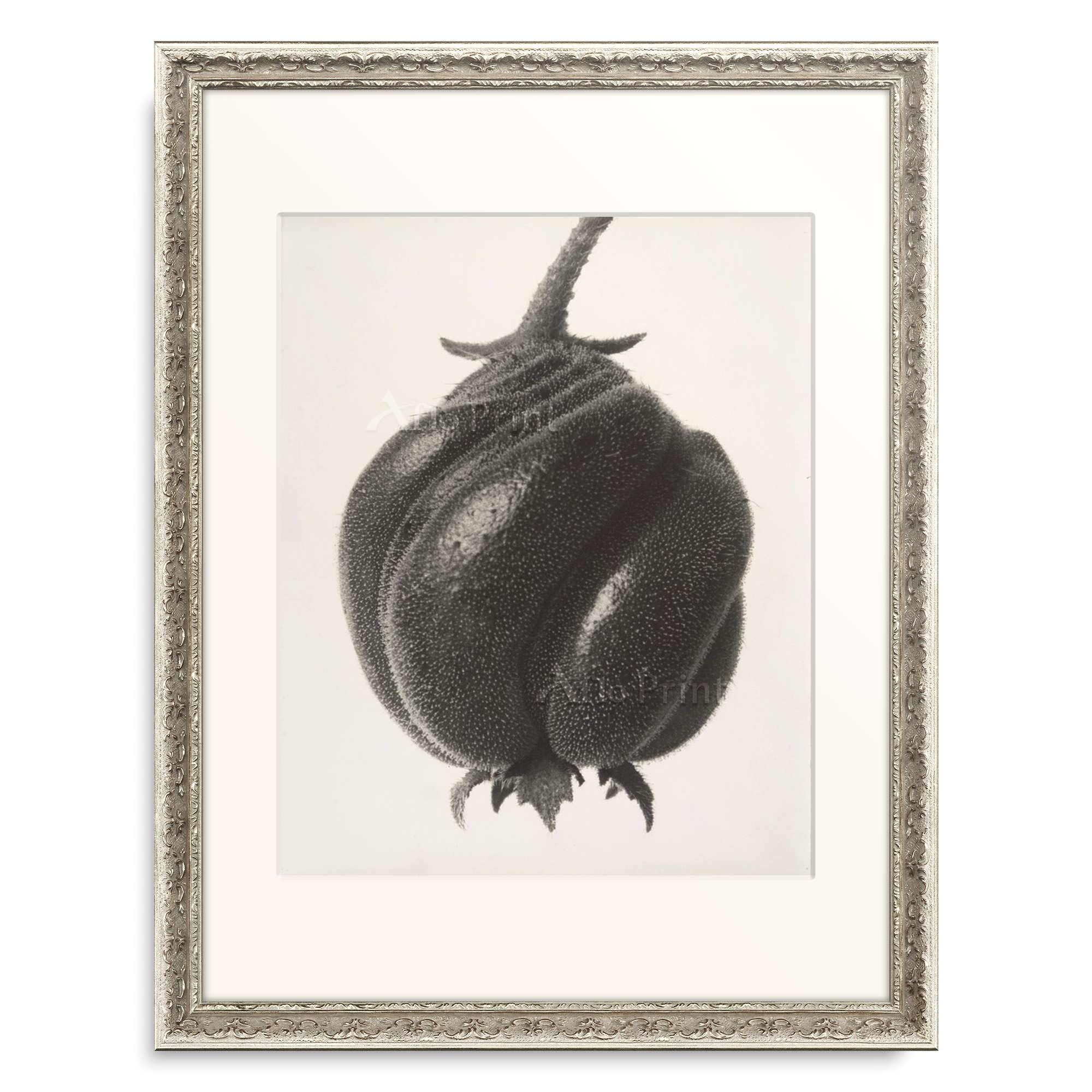 Amazon｜カール・ブロスフェルト Karl Blossfeldt 「Blumenbachia