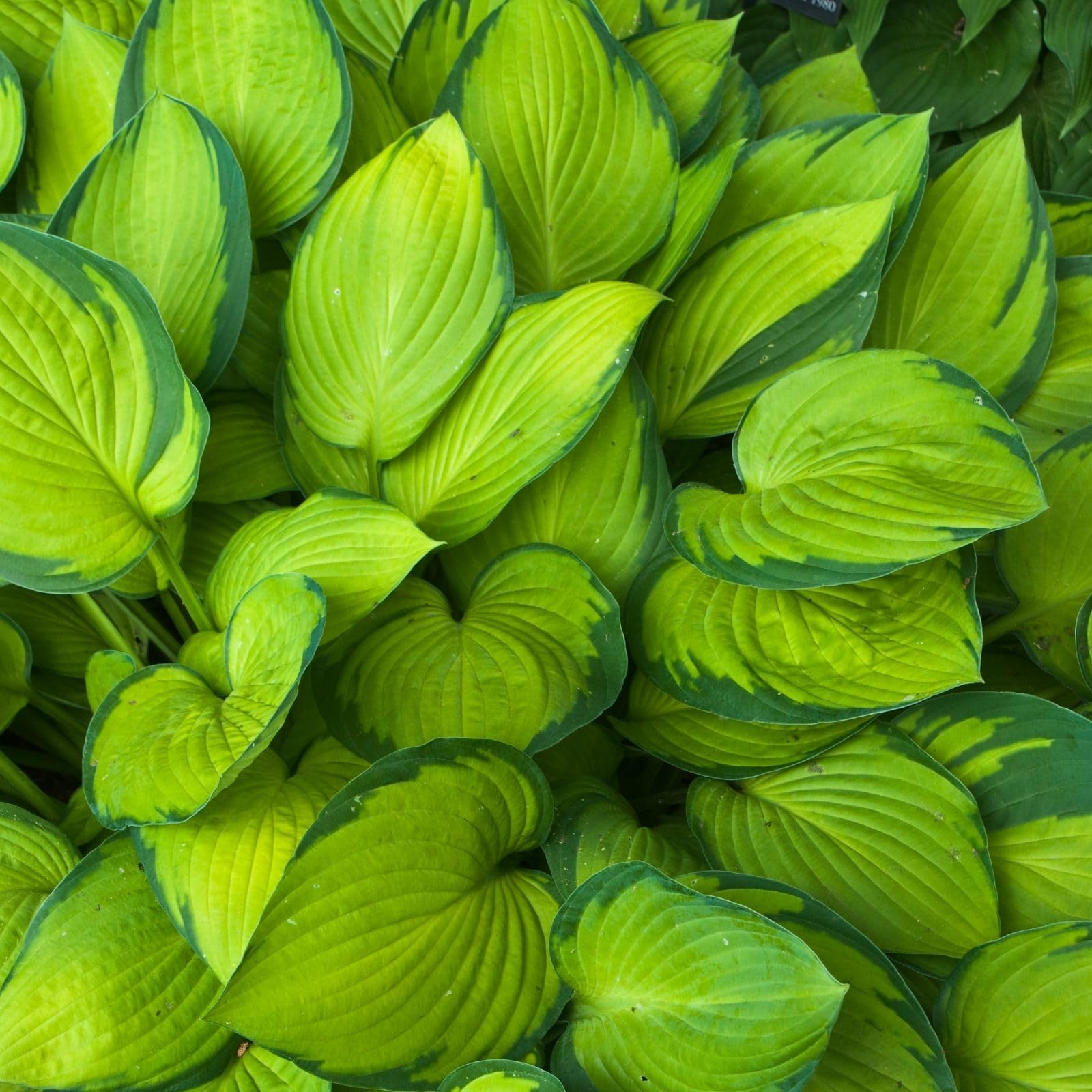 Clovers Garden Hosta Guacamole Plants – Two (2) Live Plants – Non-GMO - Not Seeds - Each 4" to 8" Tall – in 4" Inch Pots – Shade Perennial