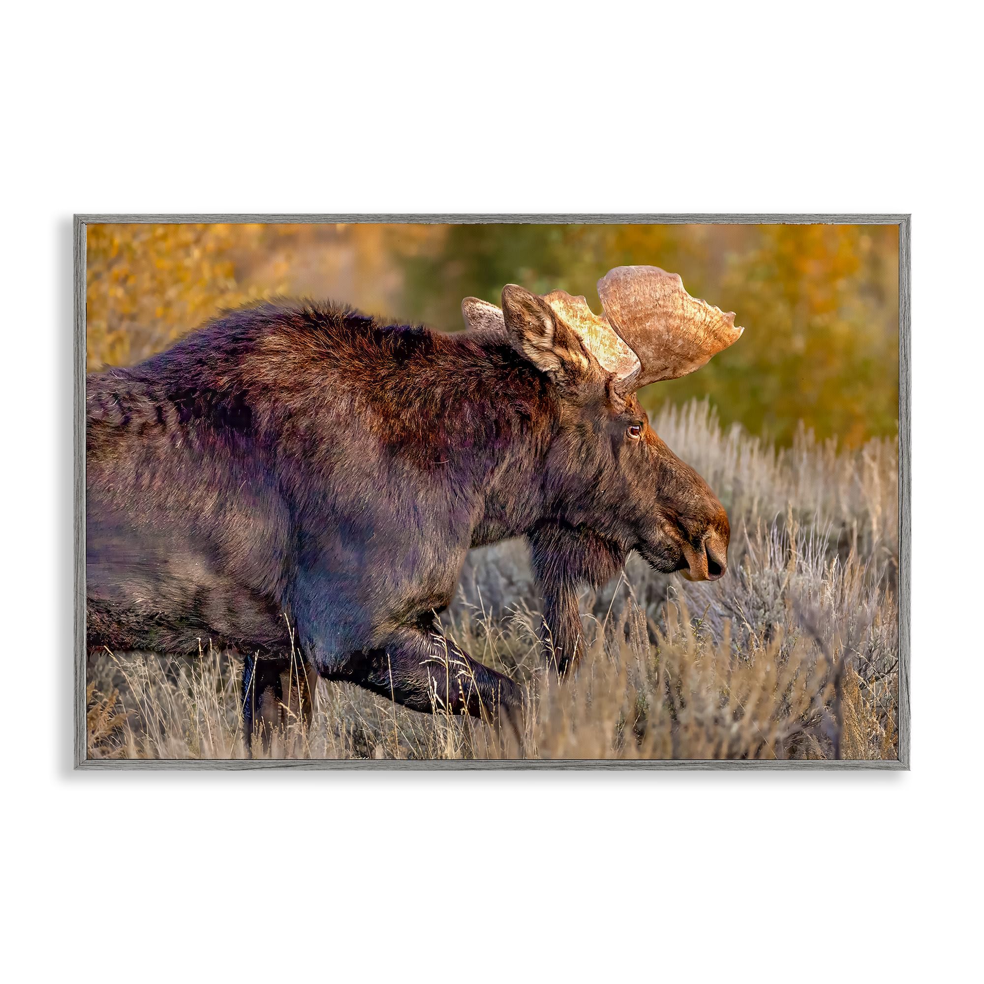 Stupell Industries Farmhouse Gray (Textured) 'Bull Moose At Dusk', Framed Giclee Art, Gray, 24 X 16 Inches, Easy To Hang And Sturdy, Made In Usa, By Shelley Carlisle