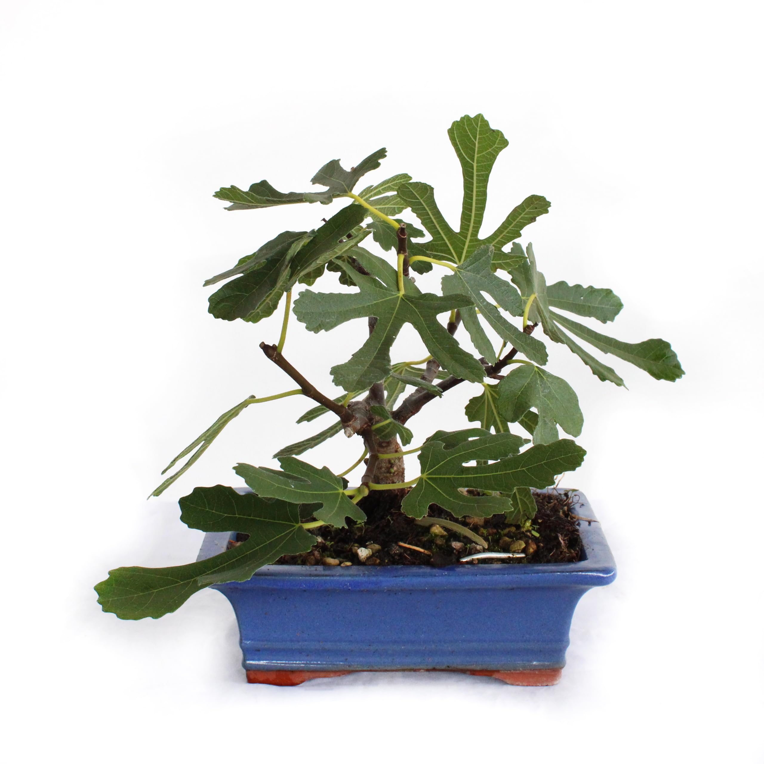 KENTIS - Bonsai Feigenbaum - Ficus Carica Bonsai - Bonsai Baum Echt - Echte  Auenpflanzen - Hoch 20-25 cm Keramiktopf  18 cm : Amazon.de: Garten