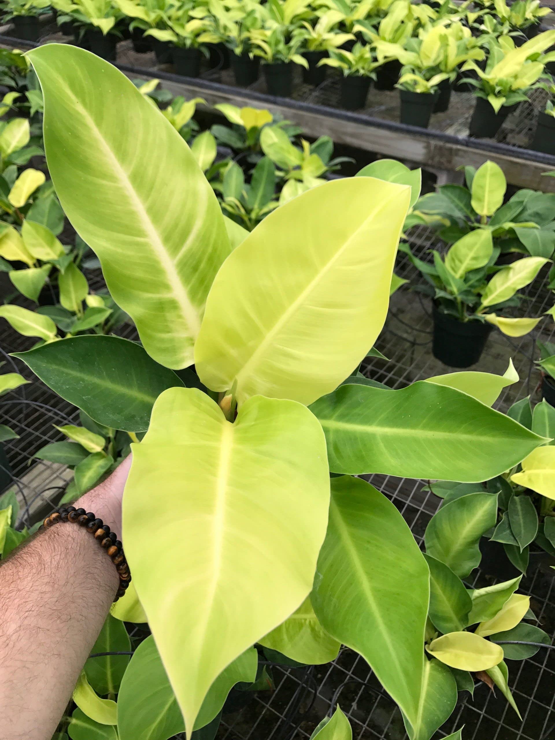 Amazon.com : Philodendron Moonlight - Live Plant in a 4 Inch Growers Pot -  Philodendron 'Moonlight' - Extremely Rare Indoor Air Purifying Houseplant :  Patio, Lawn & Garden