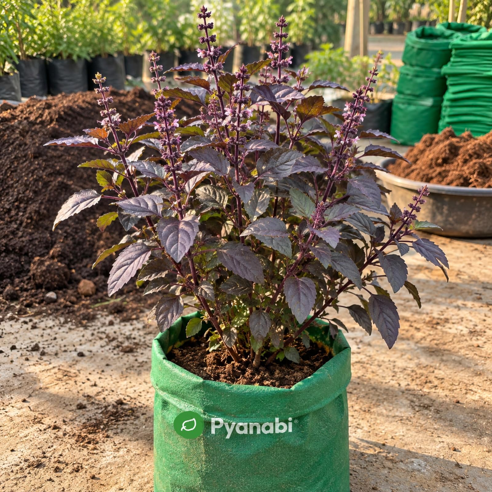 Chakra Phool Plant - Star Anise Spice Tree -30 Chakra Phool Plant - Star Anise Spice Tree -30