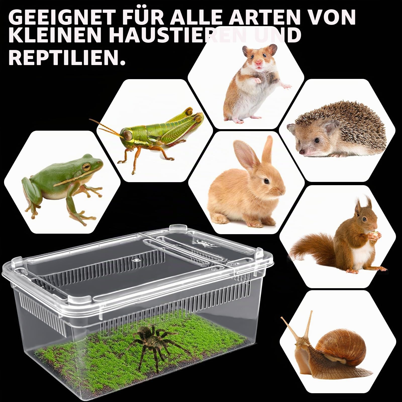 Isopod Futterbox für Reptilien, Kunststoff-Terrarium, Reptilienzuchtbox für Bartgecko, Drache, Eidechse, Spinne, Frosch, Rreptilienträger (transparent), 10 Stück
