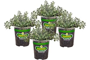 Bonnie Plants German Thyme: Living Herb for the Perennial Garden