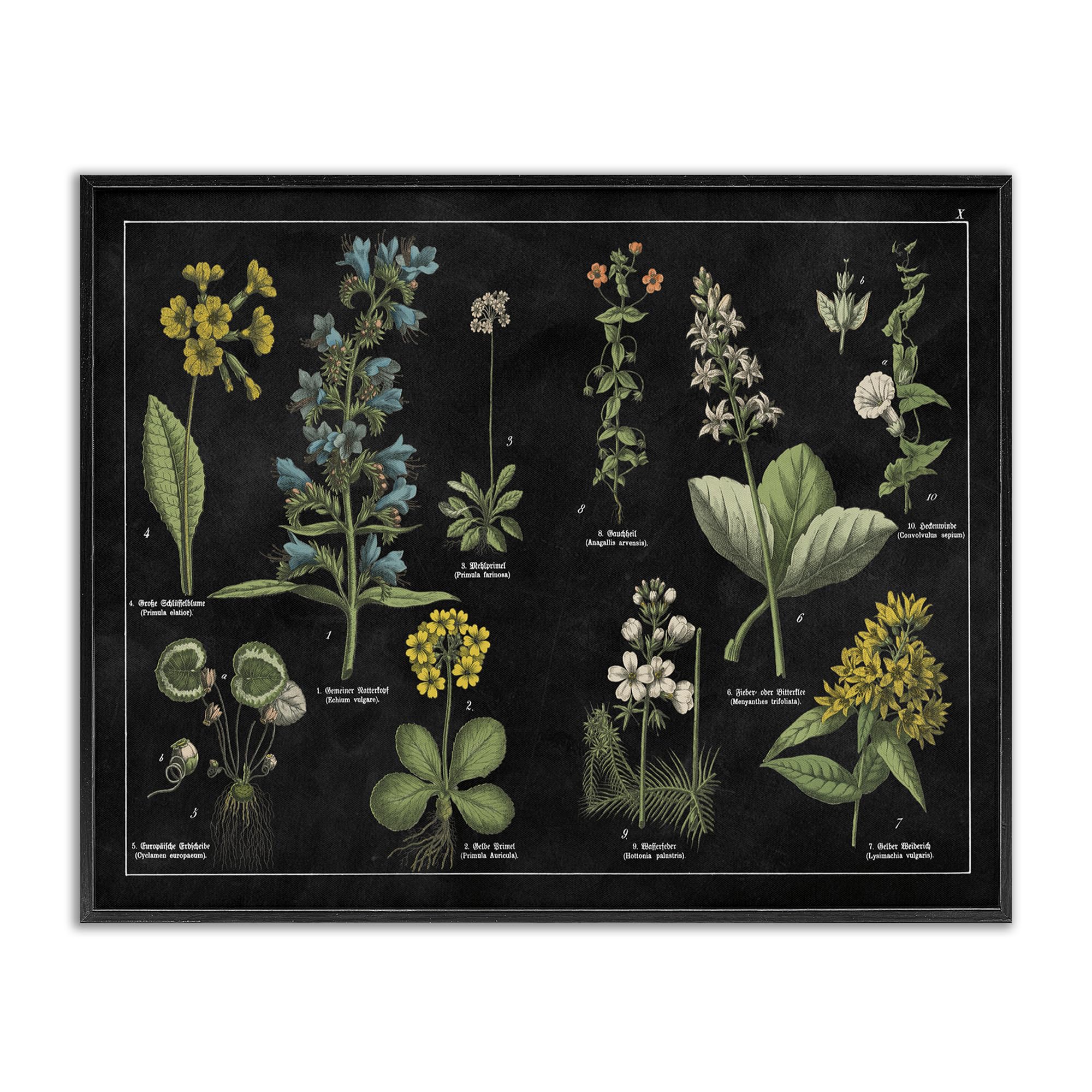 Stupell Industries 'Antique Wild Flower Chart', Framed Giclee Art, Black, 30 x 24 Inches, Easy to Hang and Sturdy, Made in USA, by Wild Apple Portfolio
