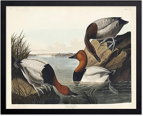 Miniatura 127 de Poster Master Póster vintage de colibríes, impresión de formas de arte retro en la naturaleza, arte de pájaros, regalo para él, ella y amante de los