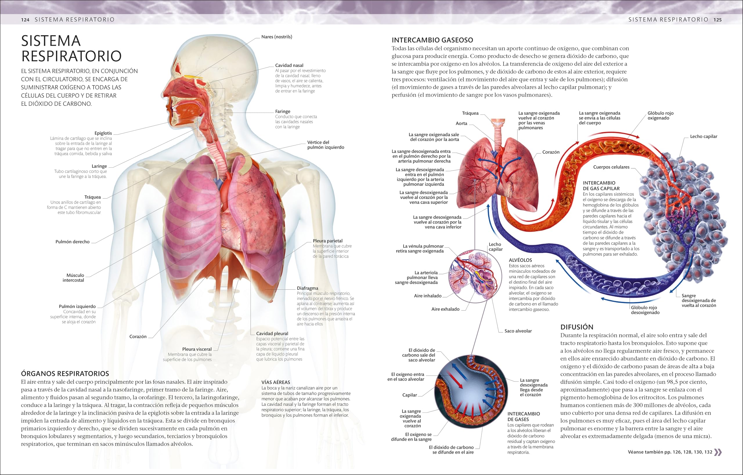 Atlas de anatomía para colorear: Guía de estudio